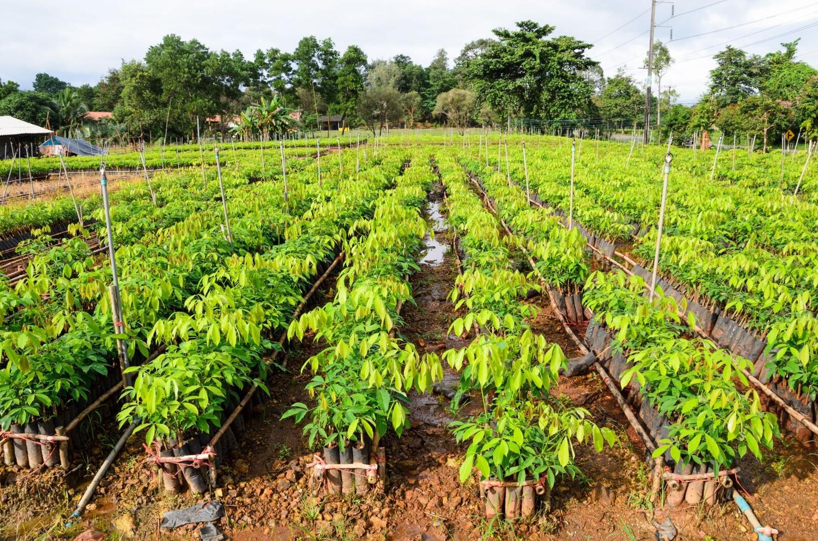 450 Kautschukbäume hat GRI zum Start seines Initiative „Green Our Planet“ gepflanzt. 