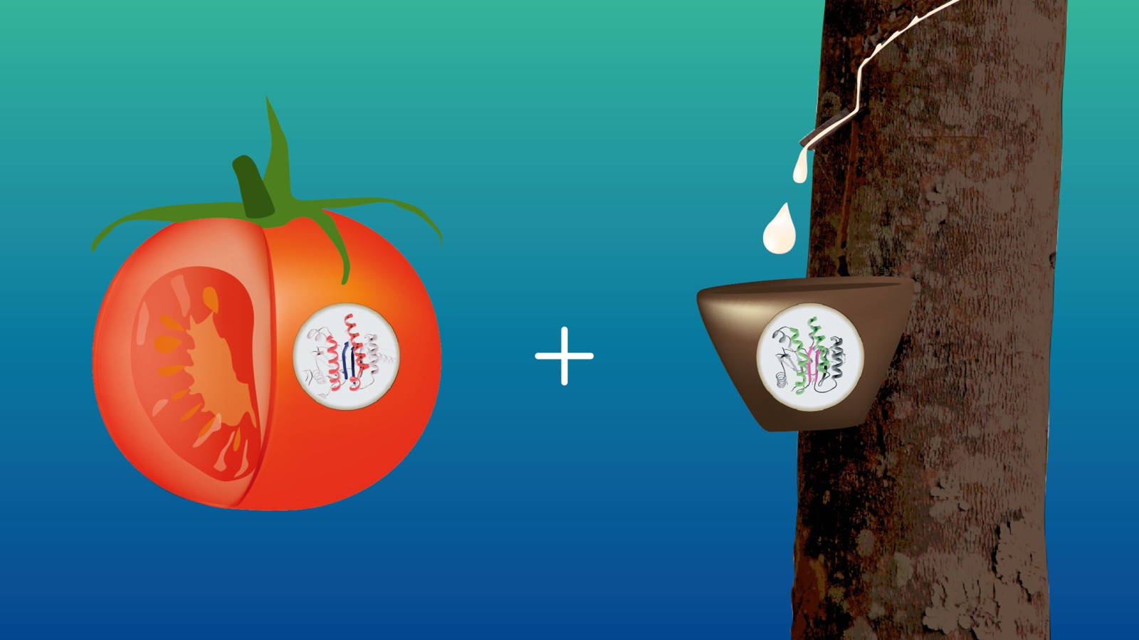Mittels eines von SRI-Ingenieuren entwickelten Verfahrens lassen sich Tomatenenzyme so modifizieren, dass sie Naturkautschuk herstellen.