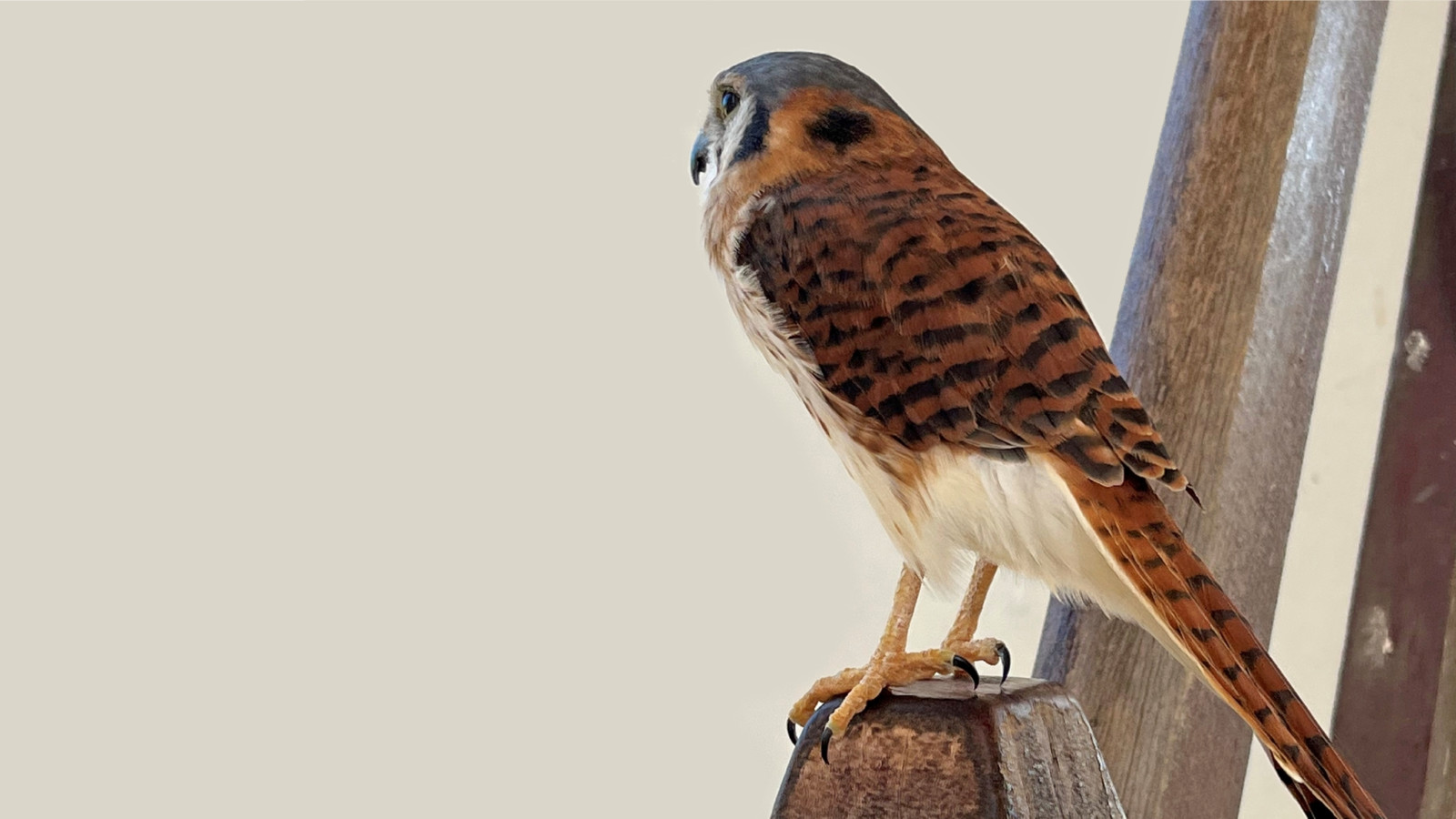 Falken unterstützt unter anderem die Gesellschaft für Ornithologie und Naturschutz e.V..